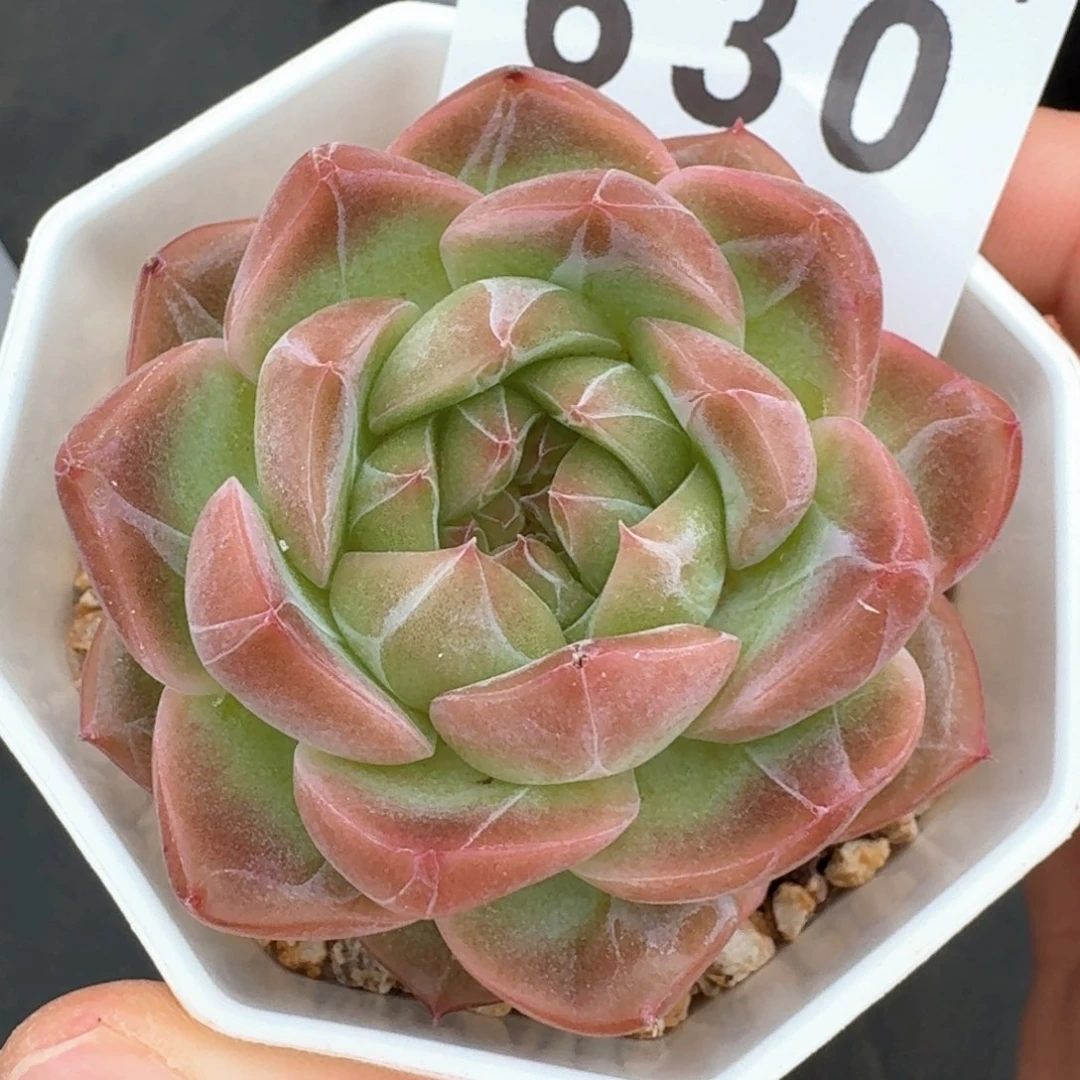 珍妮         多肉植物