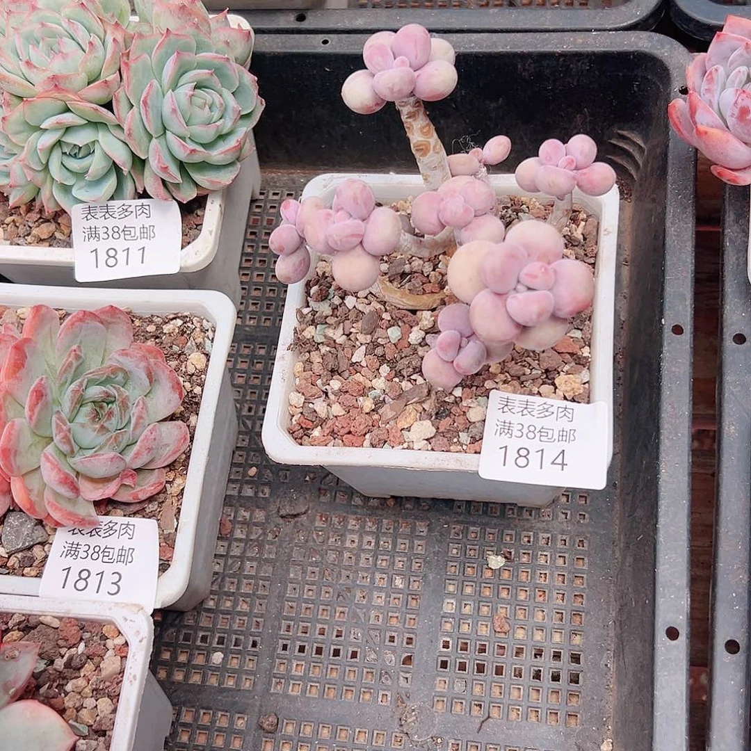 向***导多肉一物一拍植物1814