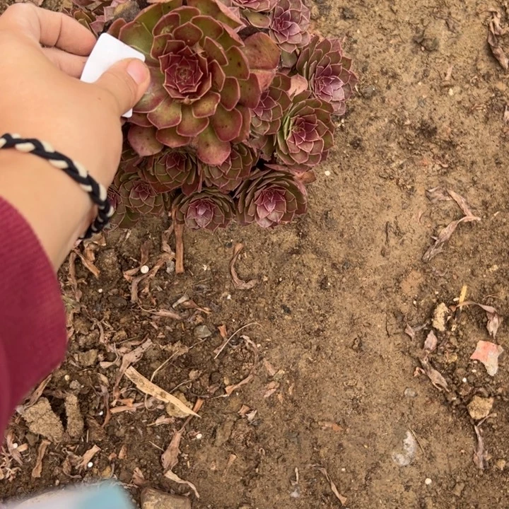 不包断枝法师链接28