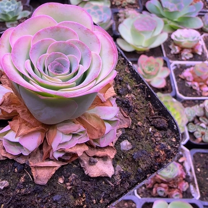 烟雨捧花6厘米14242767676776