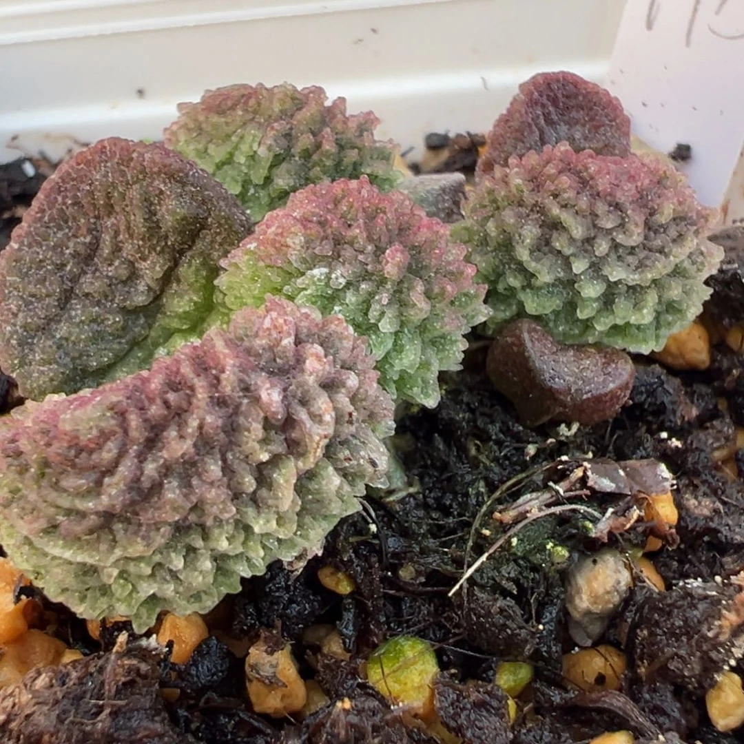 实生新品多头纯木质桩多肉植物