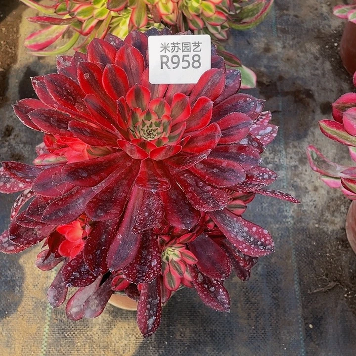 利*958多肉植物和植物