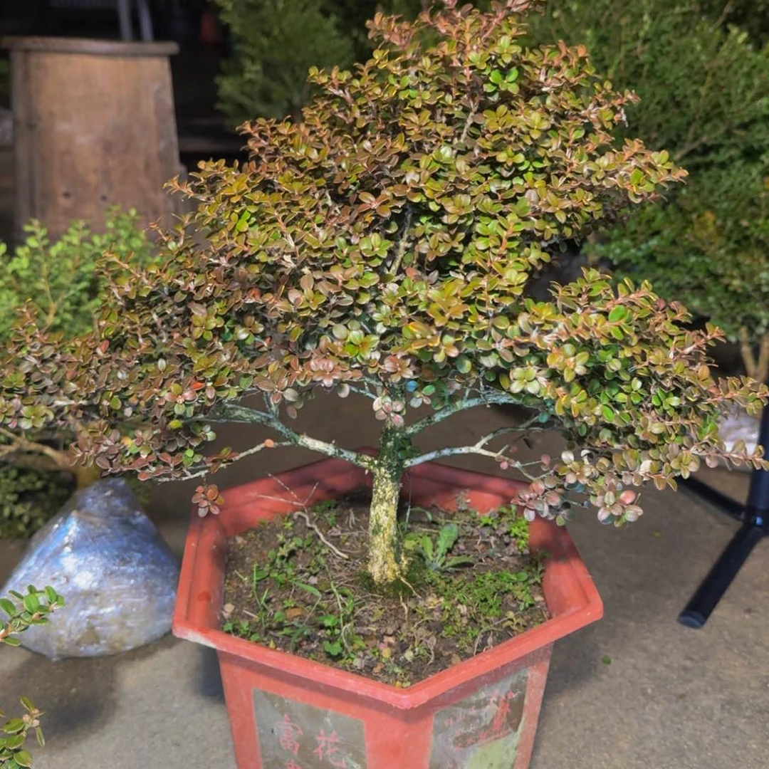 完全开放天**義安徽珍珠黄杨