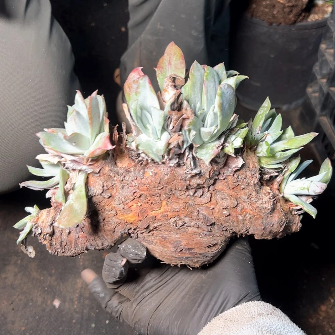 8079瑕疵福利不售后啊啊啊