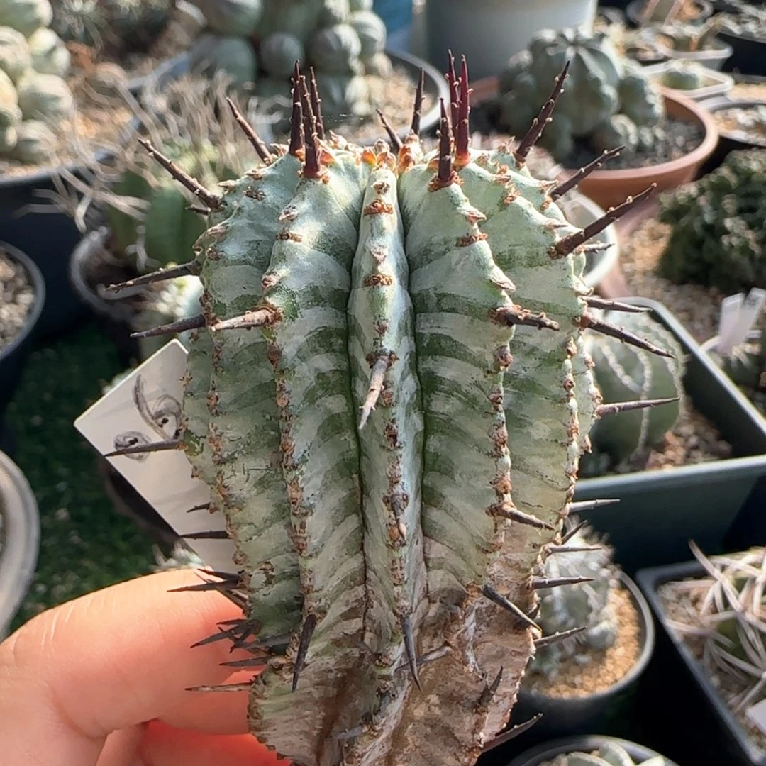 06白衣魁伟玉 宇田斑马