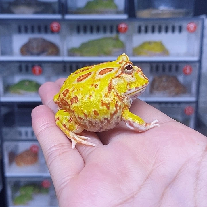 特价秒杀活动蛙蛙