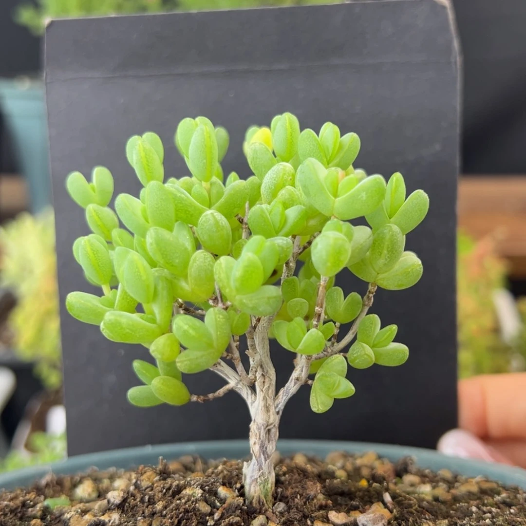 【闪购商品】dy2506元宝冠幅6cm