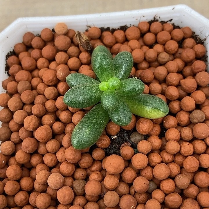 绿龟之卵锦多肉植物