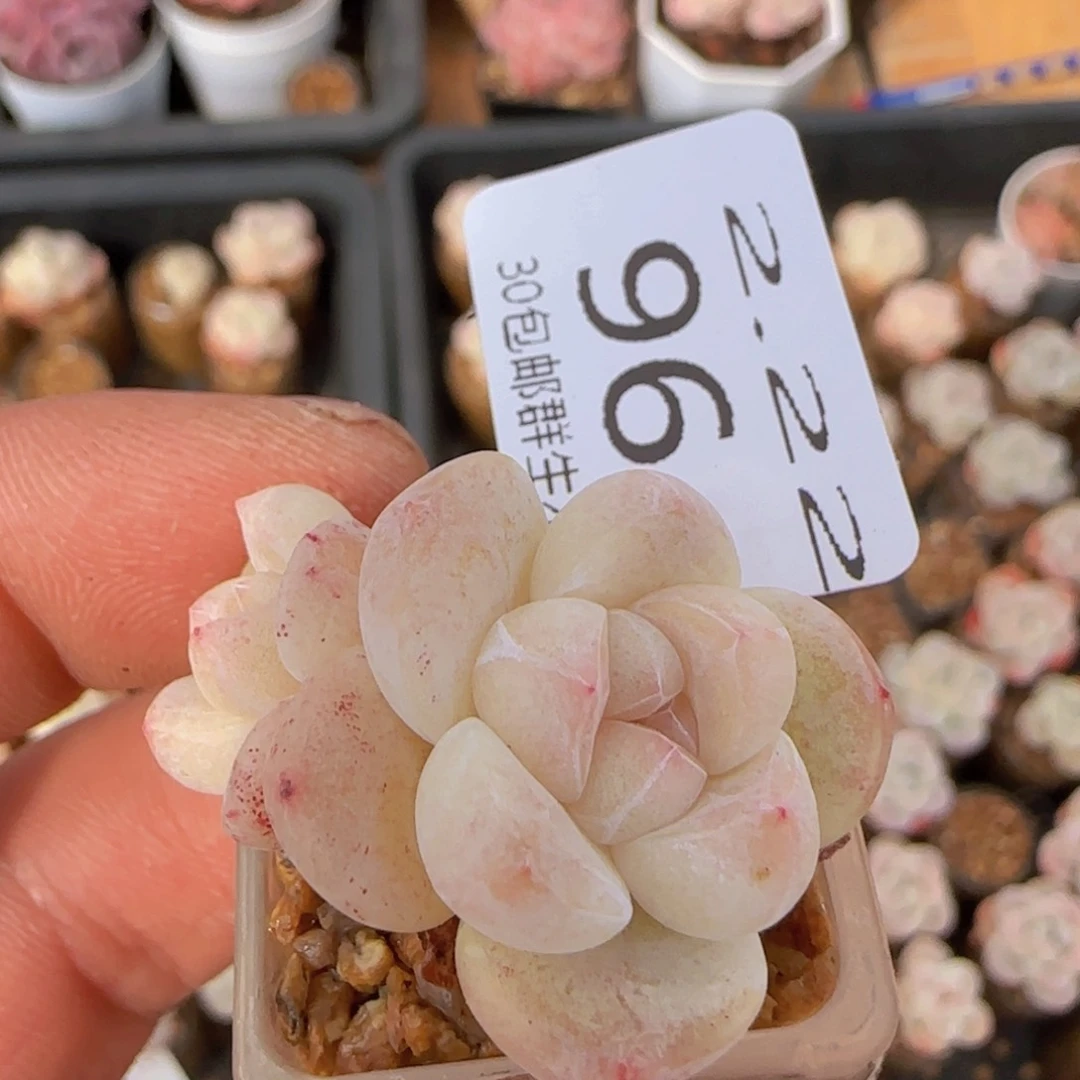 双头糖心冰玉一颗脱土