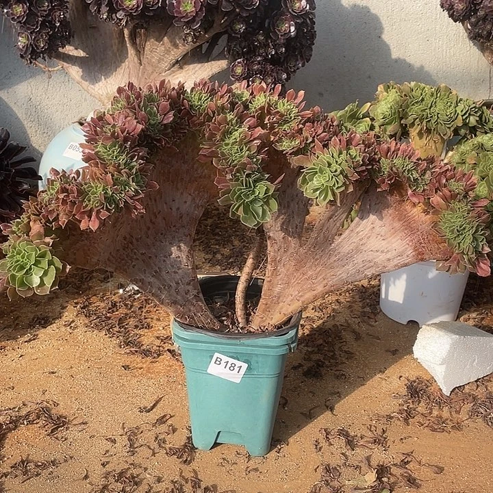 B181柠檬缀化36.8-1脱土包邮