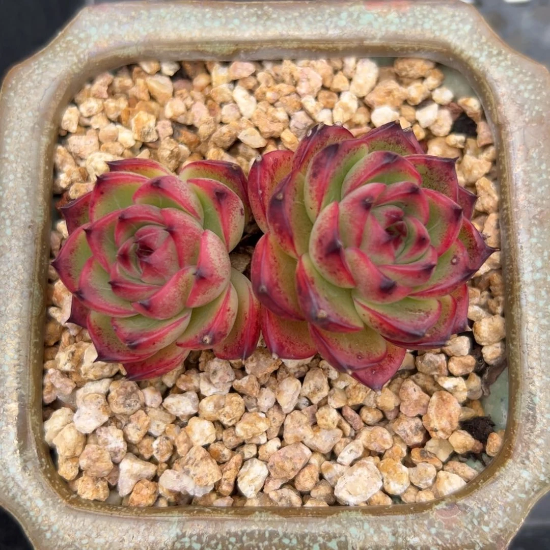 月亮石精控多肉一物一拍