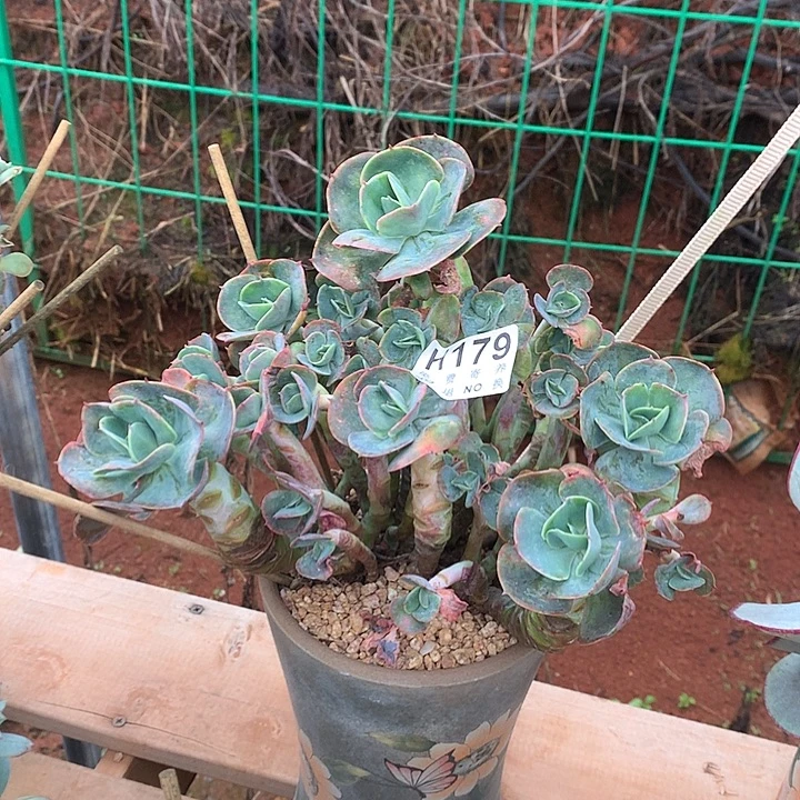莫妮卡老桩 编号178 非偏远38包邮节后发货