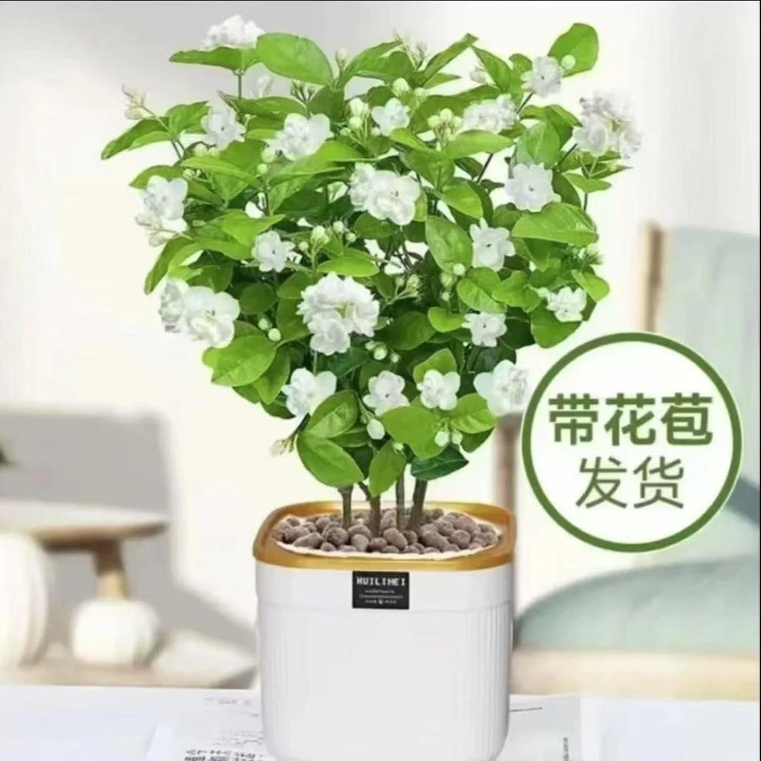 【精品茉莉带花苞】重瓣浓香茉莉花盆栽室内外种植四季开花好养活托