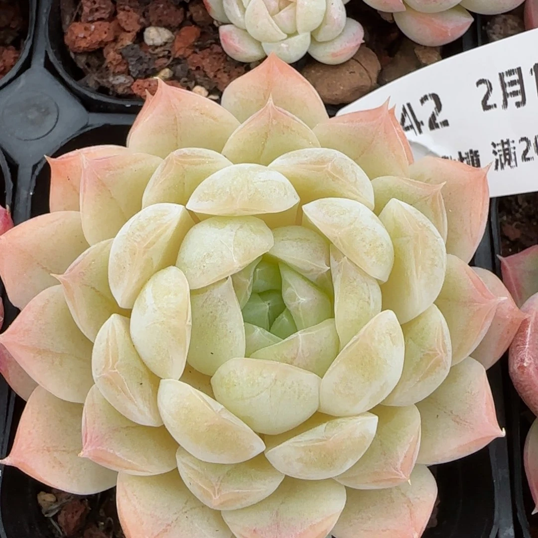 花语逸镜0214-342