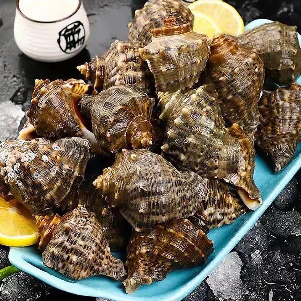 新鲜海螺 鲜活发货海捕包肥