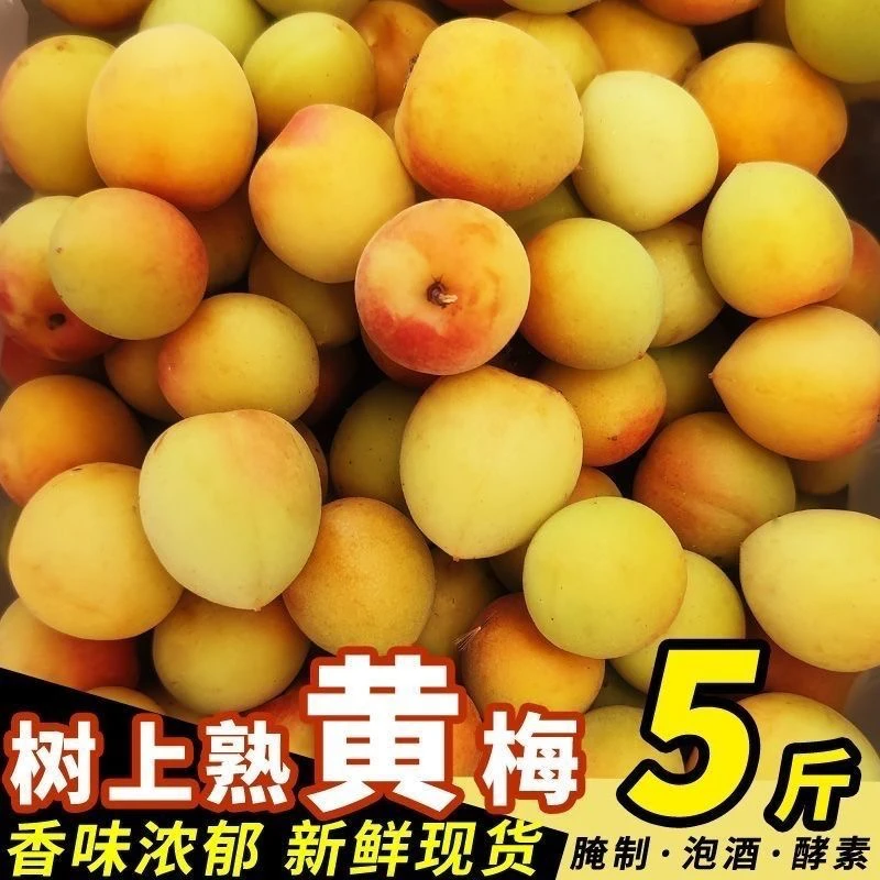 【高山树熟黄梅】新鲜青梅高山野生现摘黄梅果泡酒酵素酸梅子酱专用