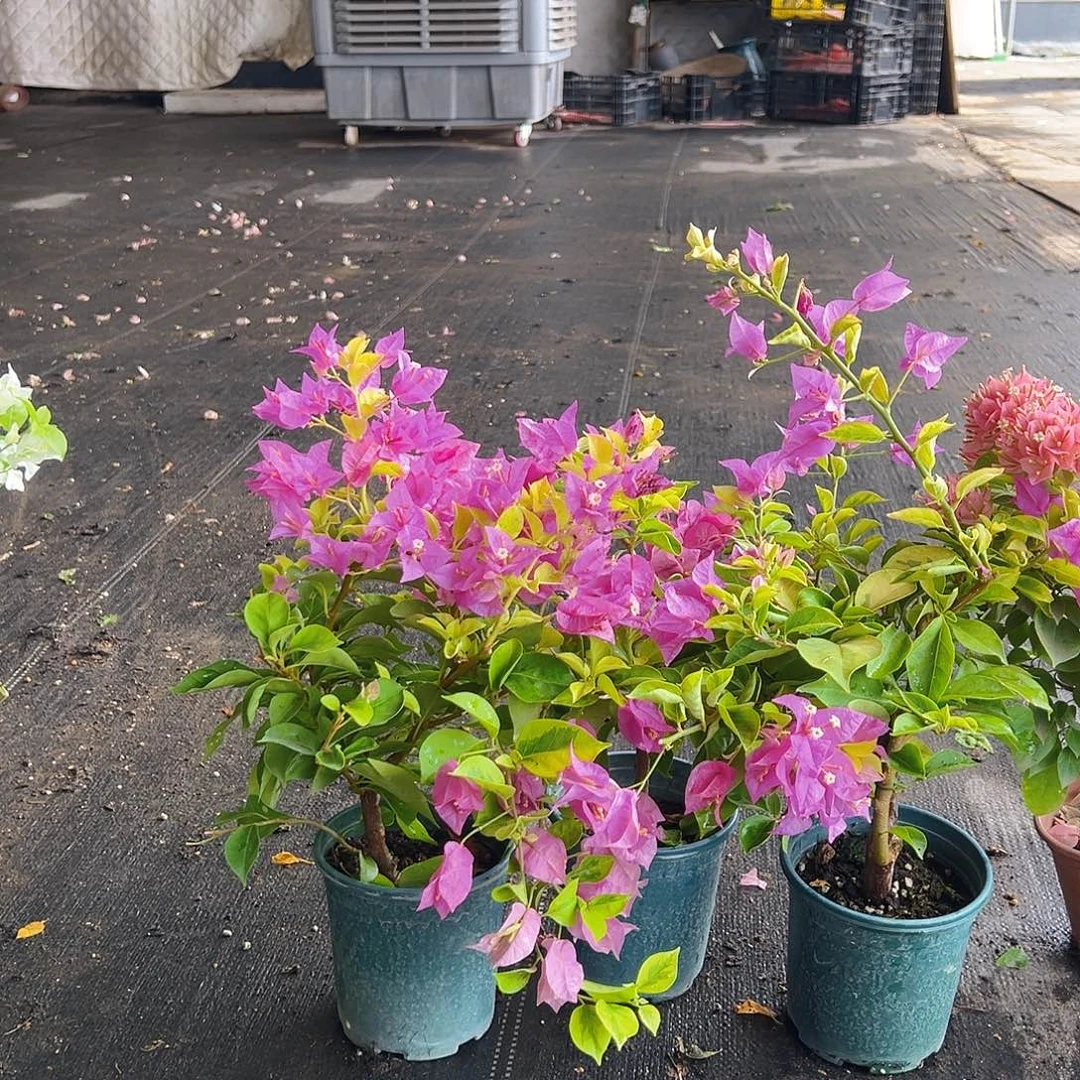 当前无花栽培后可以开花金钱豹掌中宝一颗