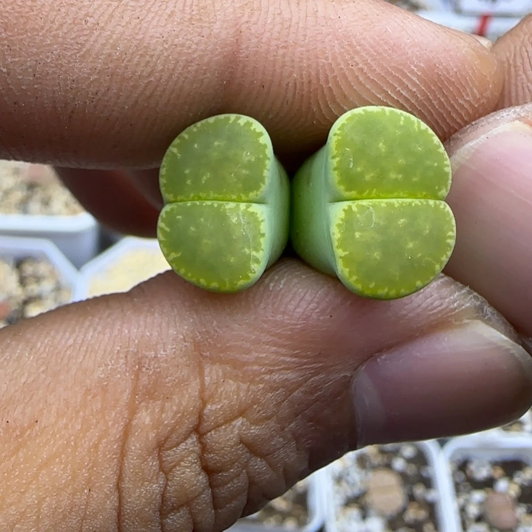 257 生石花大棚直播