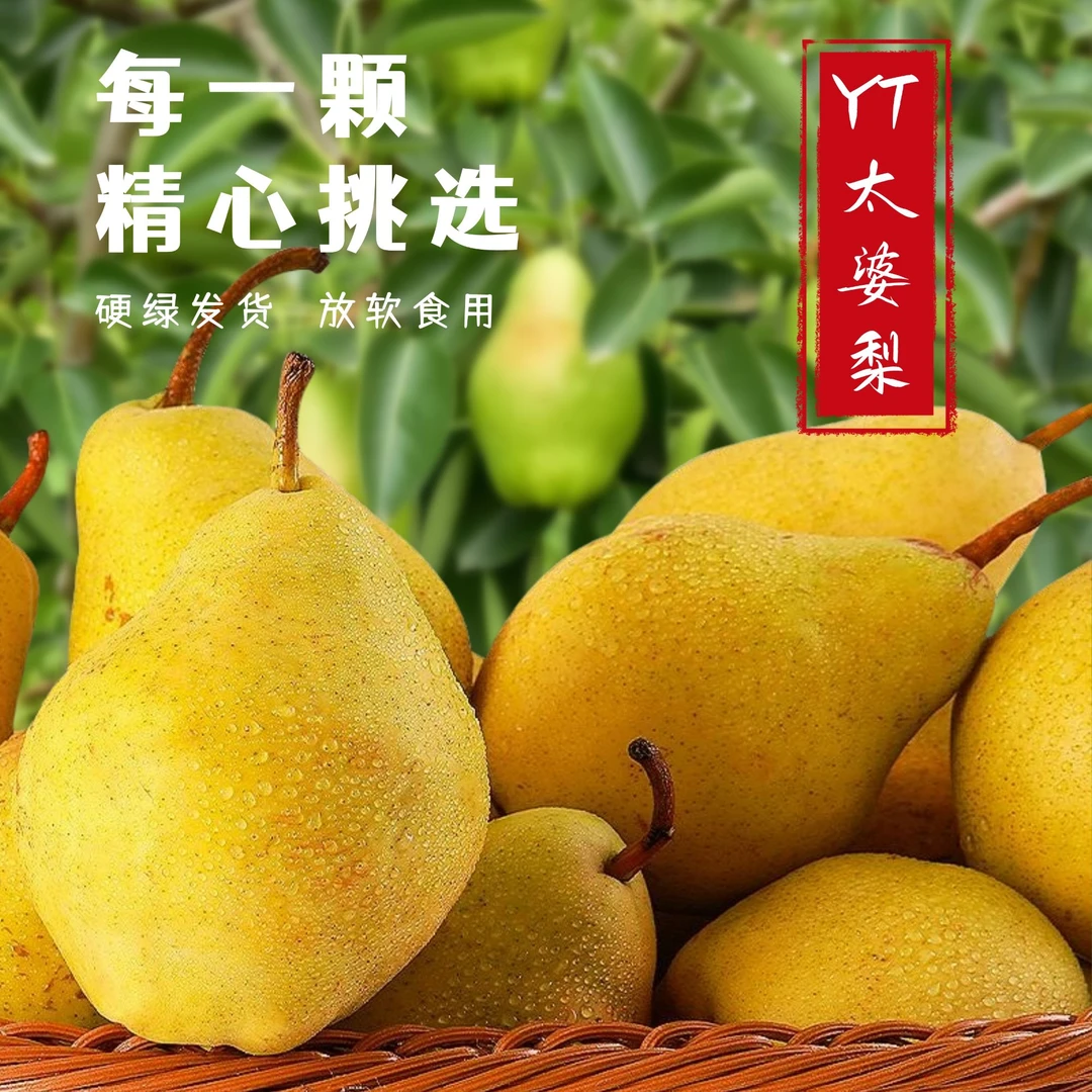 【软吃】应季山东烟台太婆梨水果香甜多汁茄梨大头香蕉梨现摘新鲜