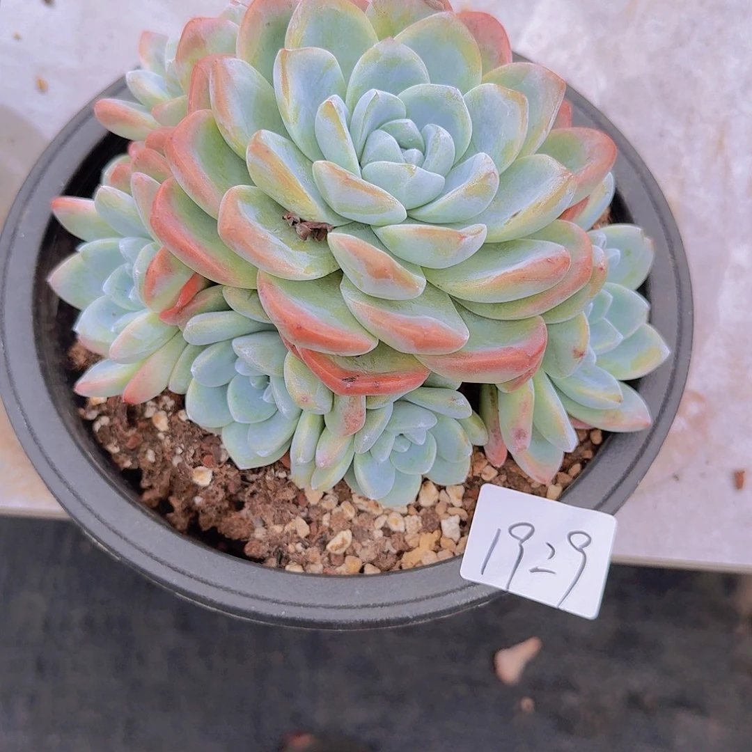 蔷***夏1929冰玉多肉植物