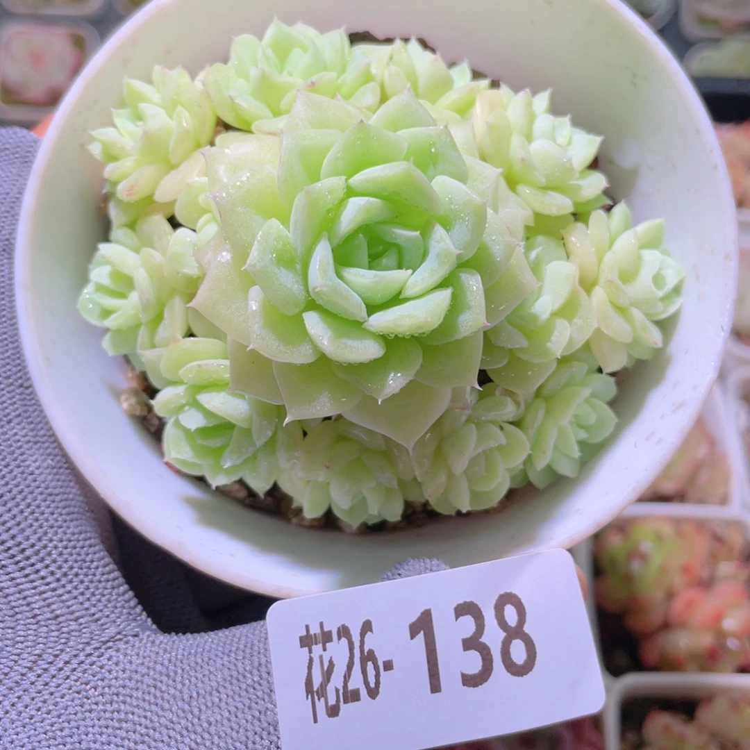花利美26-138白天鹅