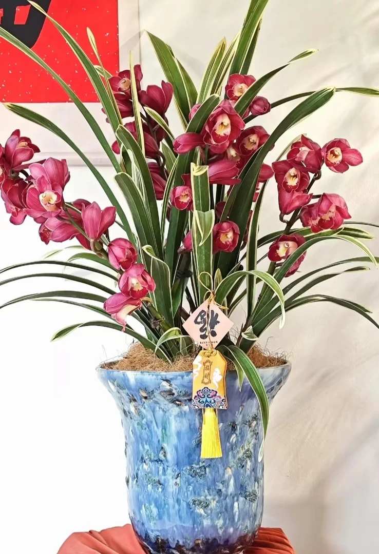 年宵花【金边中国龙】5支剑大花蕙兰高端名贵兰花盆栽南北方好养