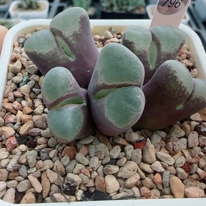 是***啊多肉植物双节清货81号