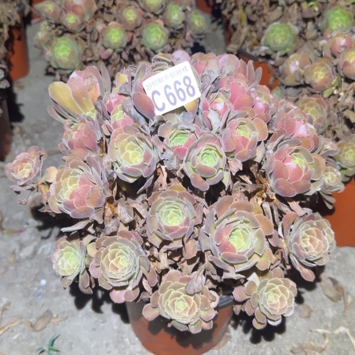 荷兰媒体……不包断枝……多肉植物