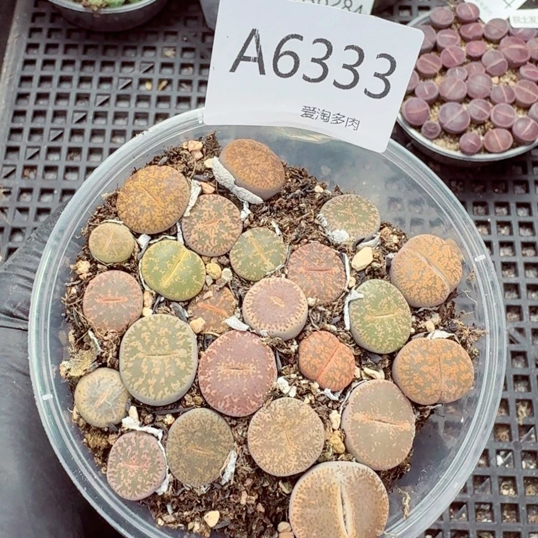 6333–生石花 生石花