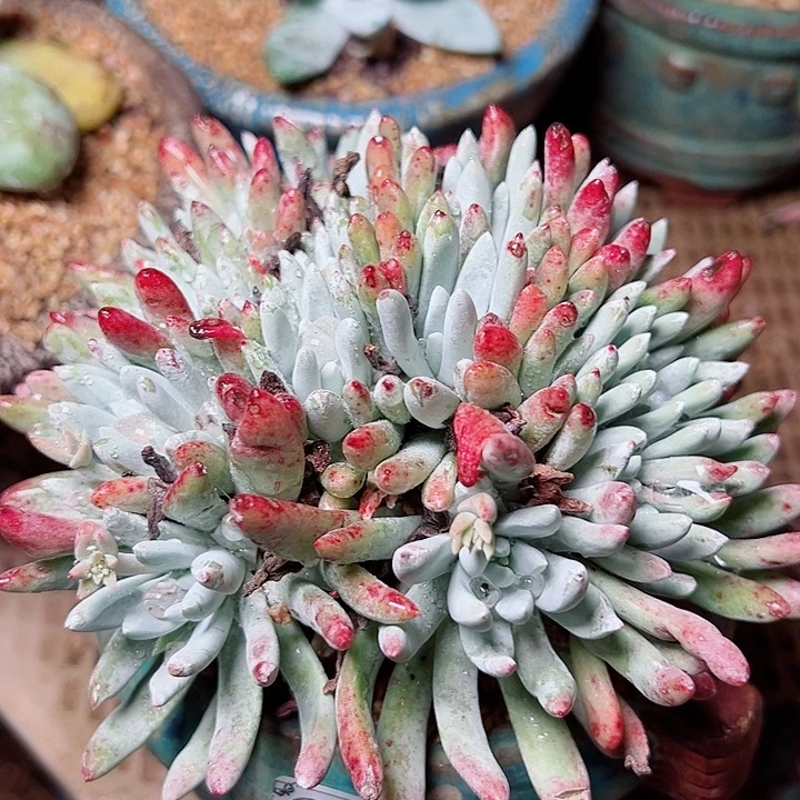 7578木然一白雪仙女杯多肉