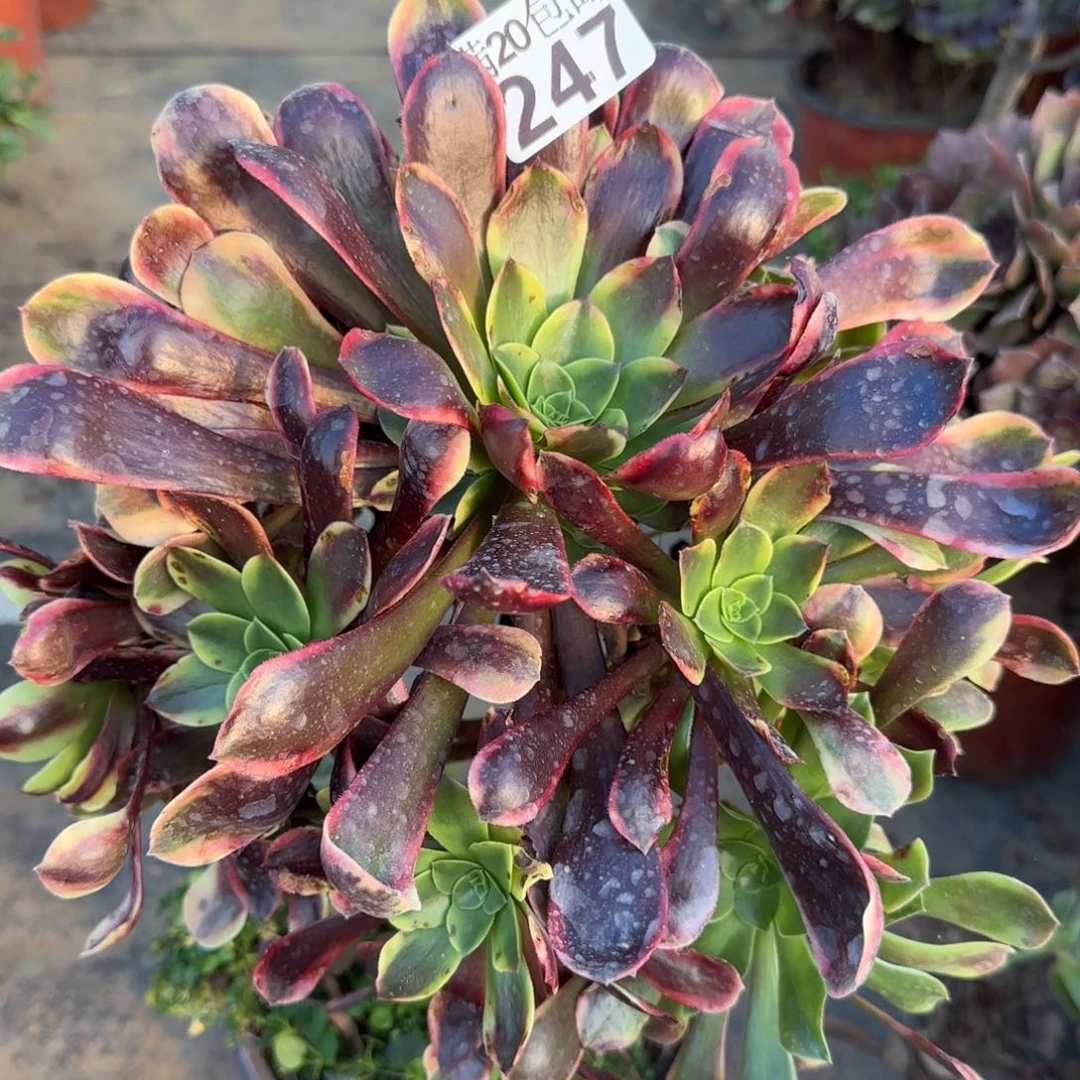 欧佳丽247满20包邮断枝不包