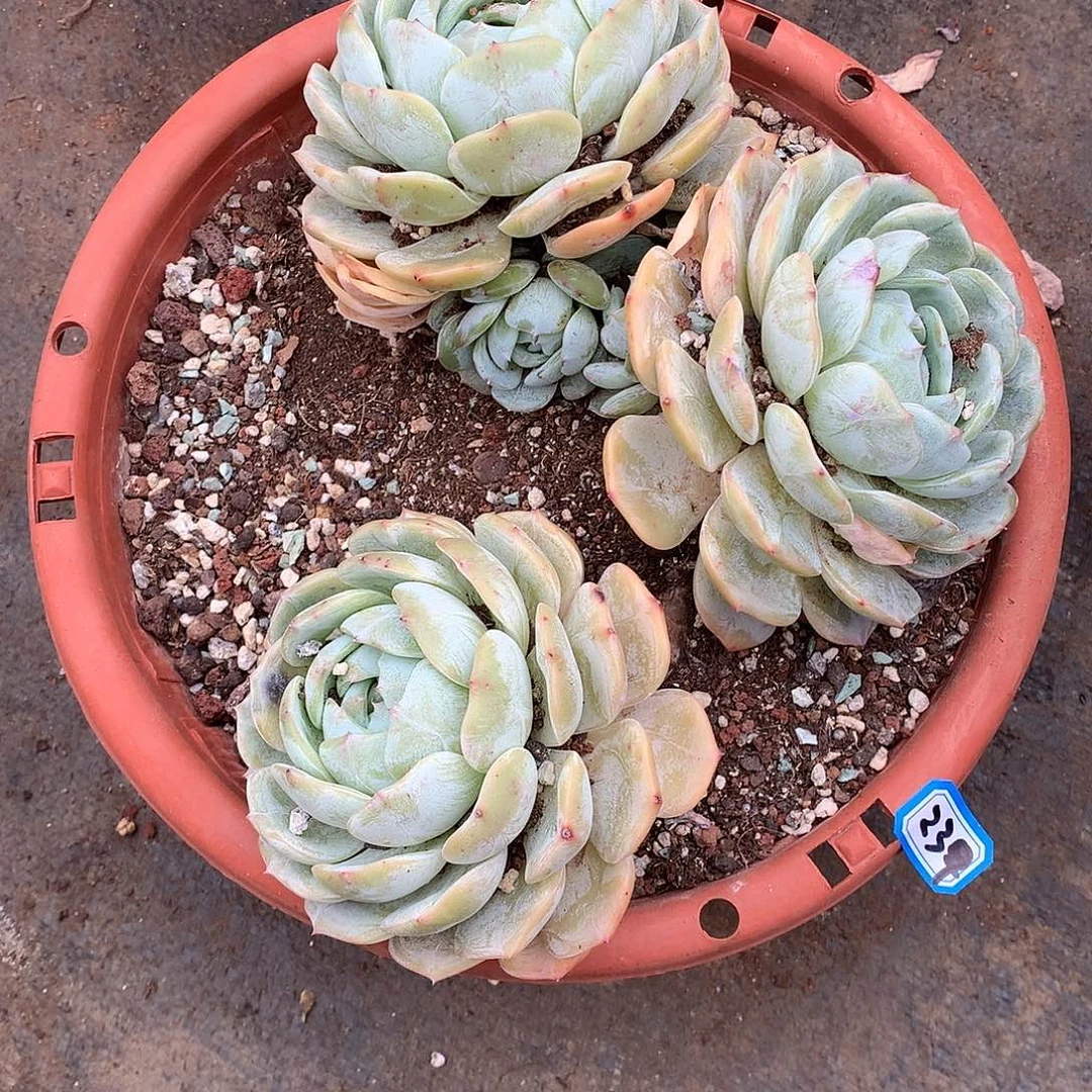 233老林 一物一拍多肉