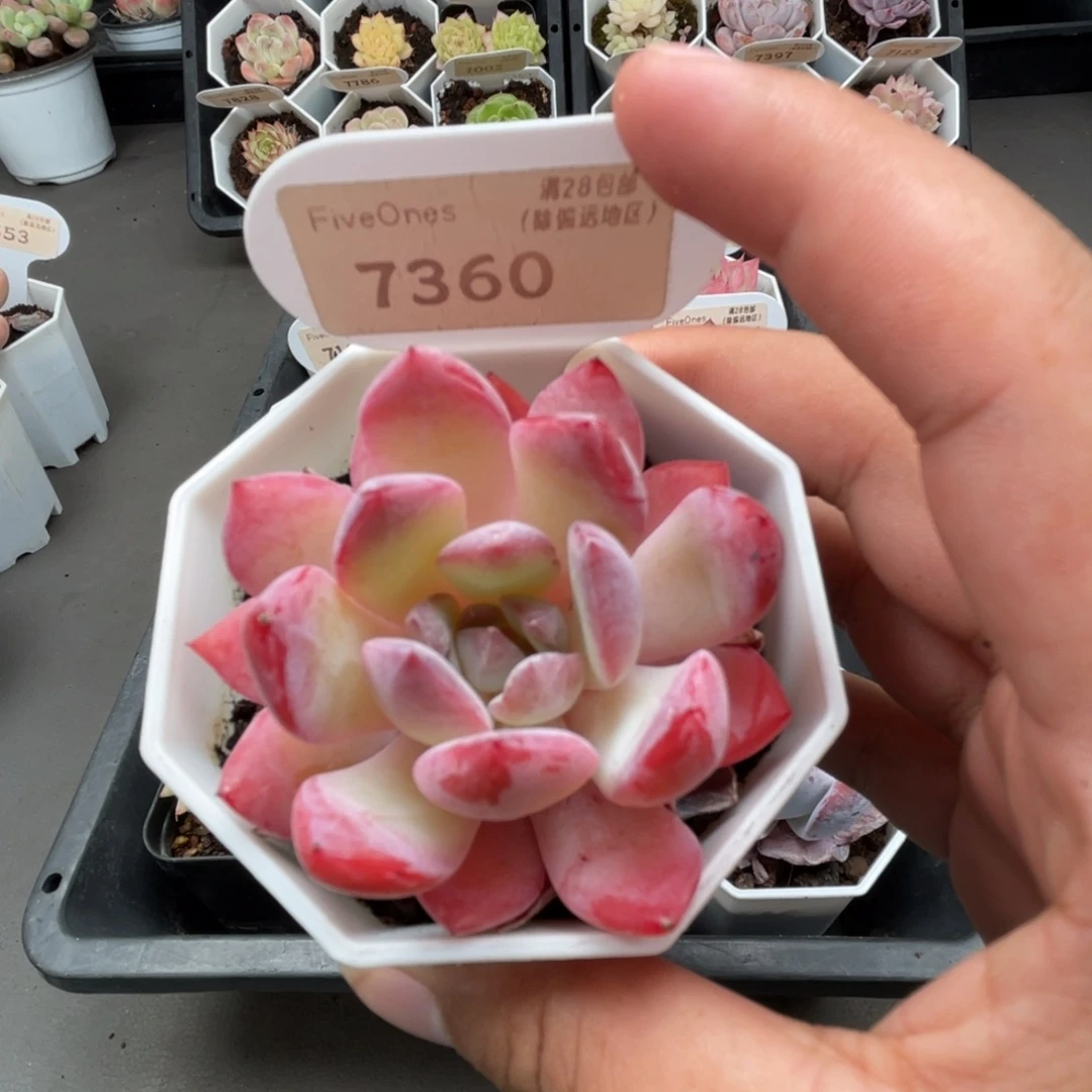 7360草莓果酱4.5厘米