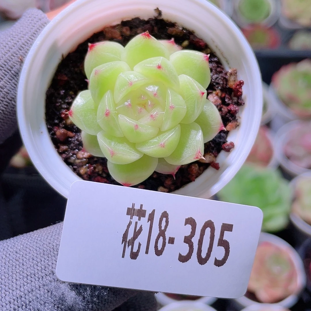 花利美18-305海王