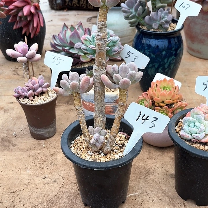 多肉植物，长叶奶143号