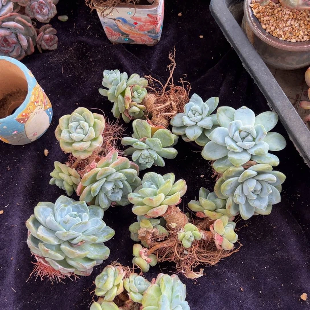 新年快乐 新年快乐 新年快乐