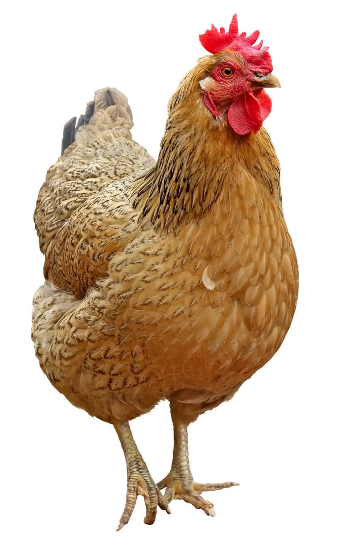 《改价链接》2-3年散养老母鸡