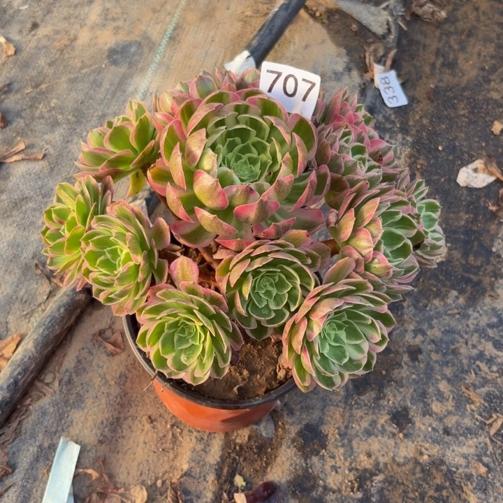 海王多肉植物不包损707偏头