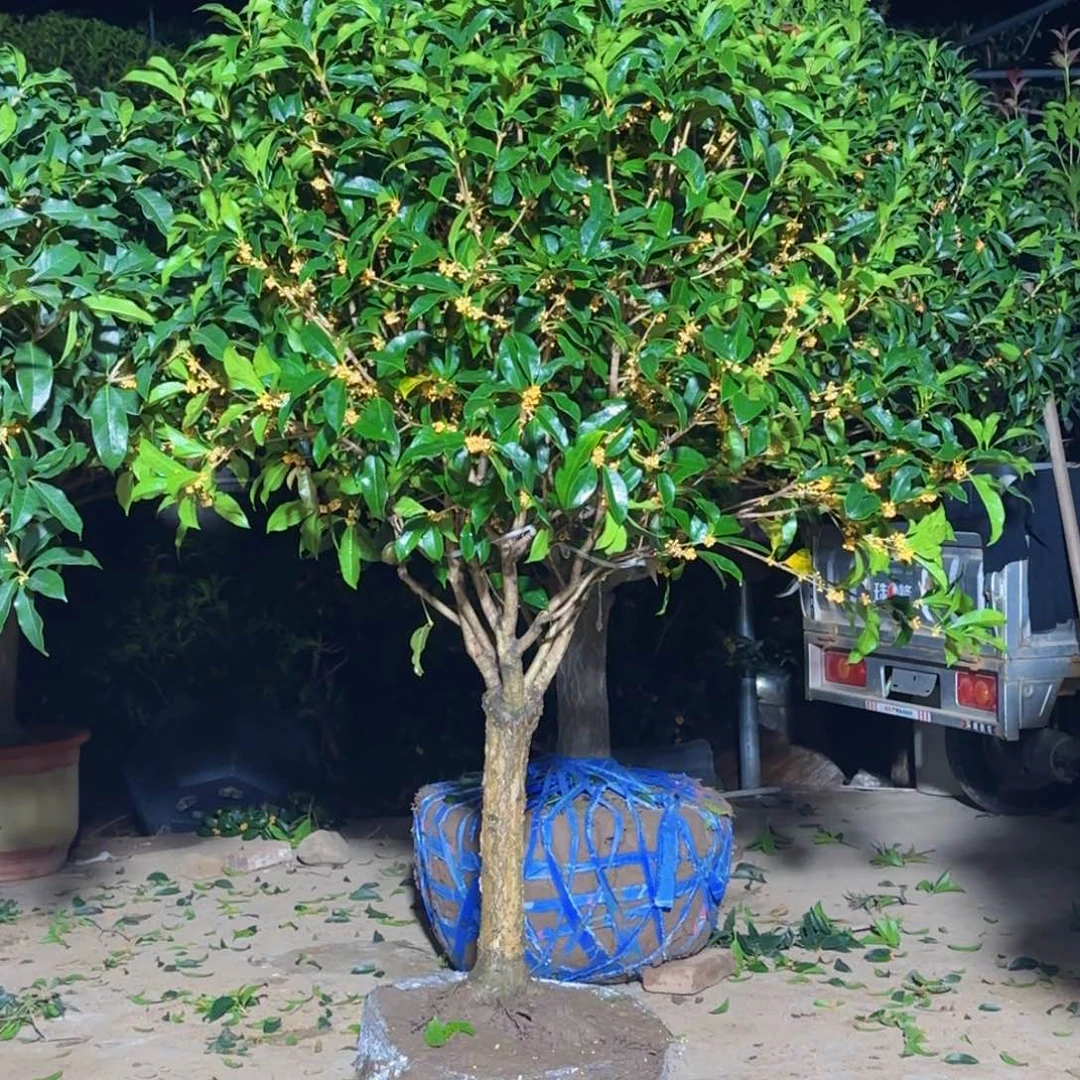 Y***无花朵桂花。八月桂系列