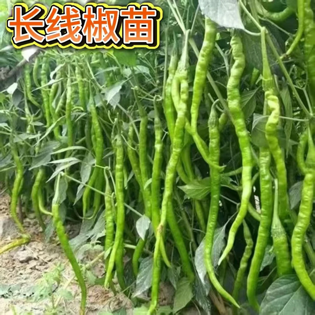 【24棵辣线椒苗】朝天椒线椒杭椒四季盆栽地栽寿光带土发货