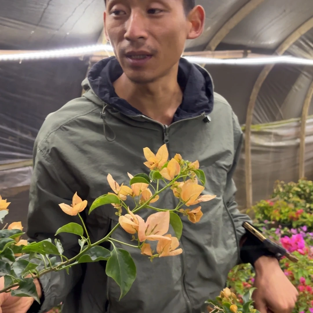 全部花苞（蒙茶）三角梅会落花落叶会光杆苗有大有小