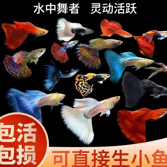 直播间随心搭配繁殖耐活好养小型热带淡水孔雀鱼观赏鱼
