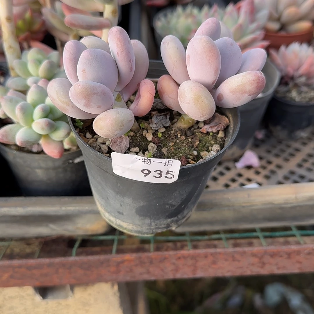 没****?935号 一物一拍