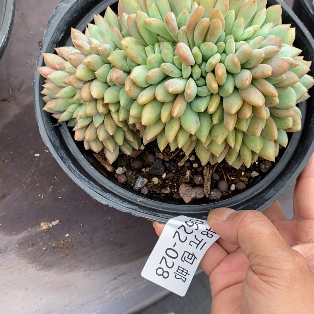 沫**夏悦多肉0622-28爱丽儿缀