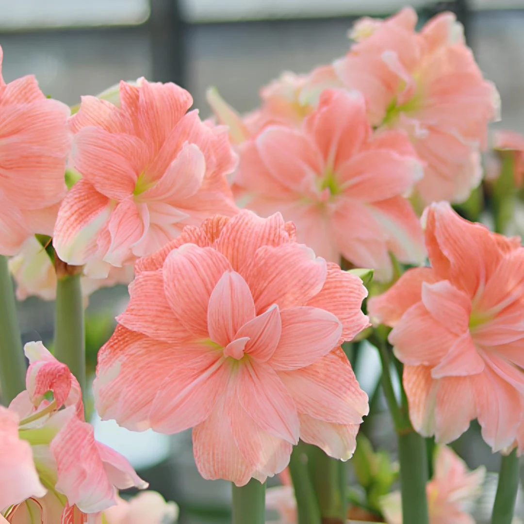 【蒂卡荣耀】重瓣朱顶红裸球自然球室内外盆栽地栽花卉植物