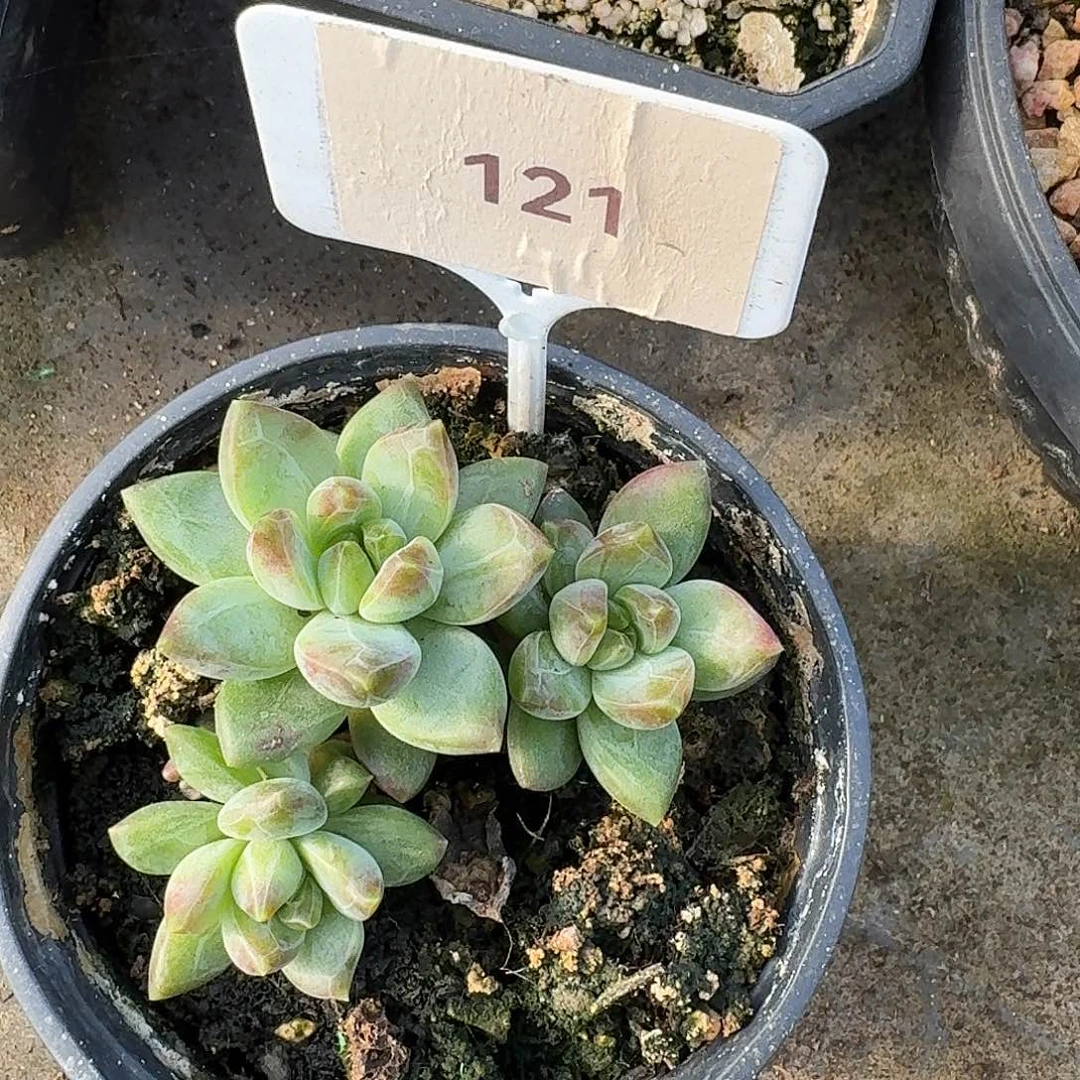 水晶葡萄1234567891011213