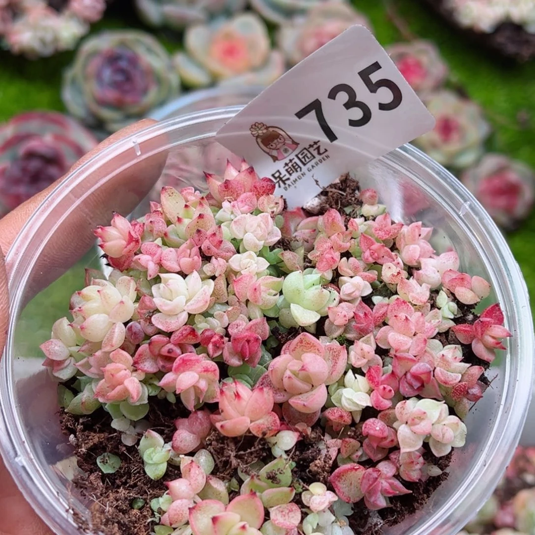 多肉植物多肉植物