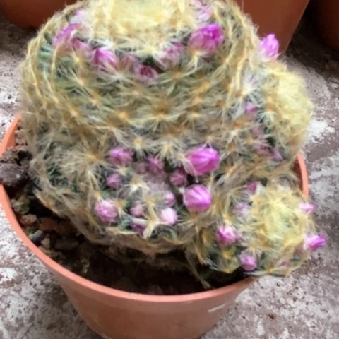 明星仙人球18米仙人球