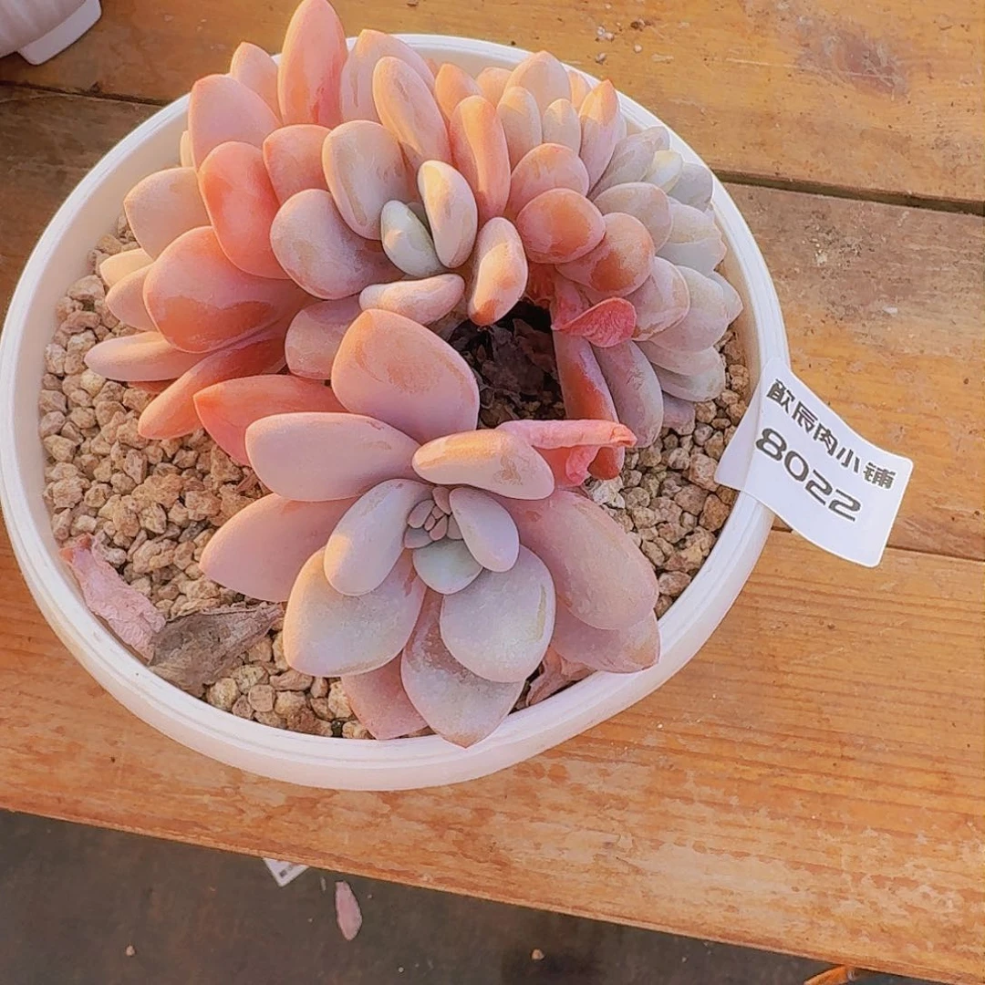 到*多肉植物粉兔缀8022