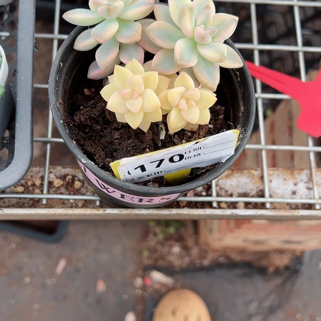 170锦十八包邮一物一拍